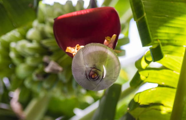 Mon Choisy Beach R. - Photo 34