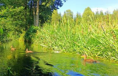 Leśny Domek - Foto 4