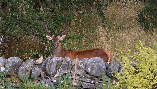 Drumguish Cottage - Foto 2