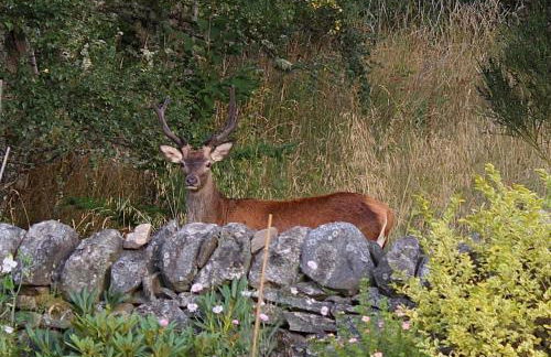 Drumguish Cottage - Foto 3