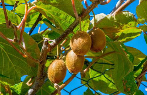 Quinta Montebelo - Foto 12