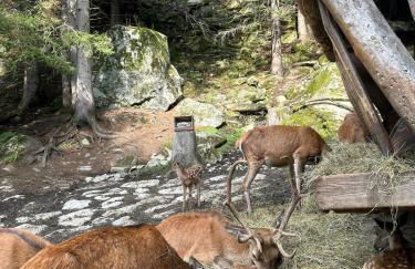 Val di Sole Apartment - Foto 27