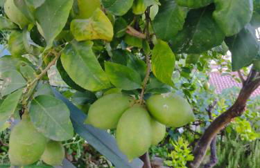 Le Stelle Antiche - Giubileo 2025, concorsi aeronautica, Ryder Cup, Guidonia Montecelio, Roma, Tivoli - Foto 14