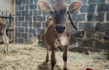 Farma u Irka - Foto 14