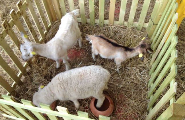 Agriturismo Le Baccane - Photo 57