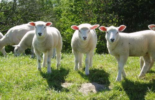 Ferienwohnung HEIN am Nordseedeich - Photo 31