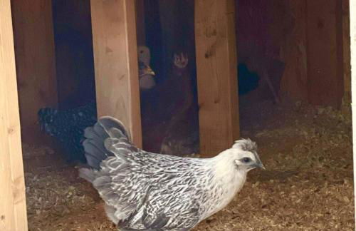 Cozy Cabin Escape - Foto 46