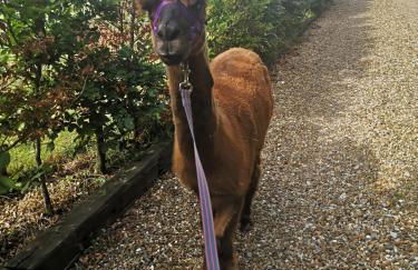 Birch Cottage with private wood fire hot tub - Foto 12