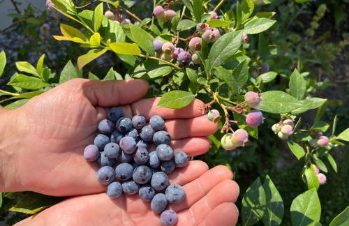 Agriturismo da Natalino - Foto 47