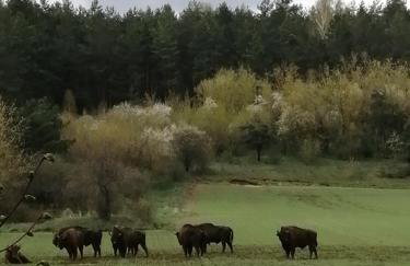 Przystanek Trześcianka - Foto 46