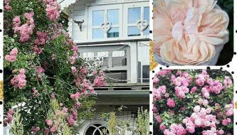 FW Bines Rosengarten - Foto 5