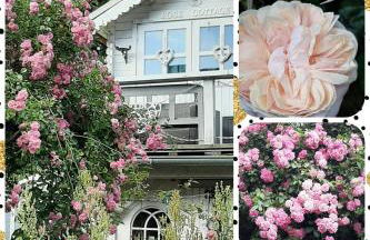 FW Bines Rosengarten - Foto 5