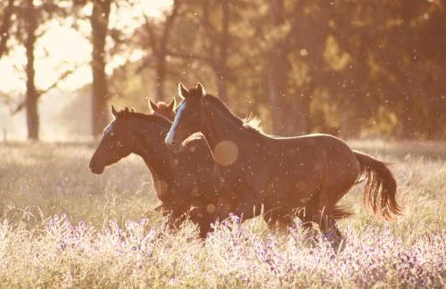 Chiantissima, Tuscany - Foto 41