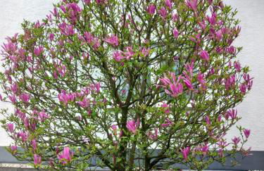 Widmann‘s Ferienquartier - Foto 1