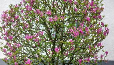 Widmann‘s Ferienquartier - Foto 1