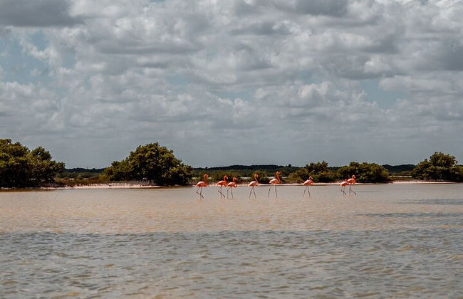 Private Las Coloradas und Ria Lagartos Tour - Foto 1