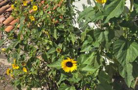 Los Frailes 28 - Foto 18