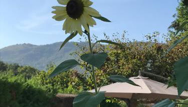 Vue du Gar - Foto 4, Garden