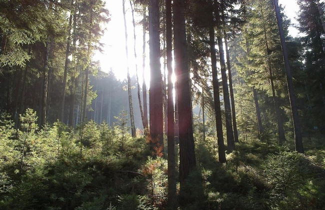 Bad Elster Apartment in Sohl - Foto 24