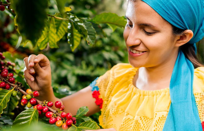 Tour del café por la finca la Zotea - Foto 1