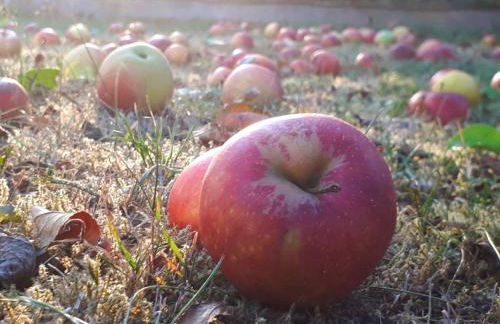 Ferienwohnung am Obstgarten - Foto 20