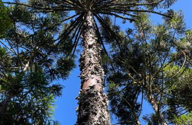 Memora Guesthouse Bateias - Casa Inteira e quartos em chácara - Photo 58