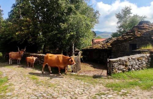 Cardenha das Formiguinhas - Foto 33
