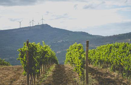 Domaine - Vignoble - Jacuzzi - Sauna - 14 à 18 pers - Foto 49