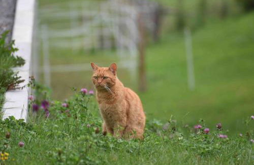 FeWoMonCIAO2019-Panorama 2Pers bis max4Pers - Foto 33