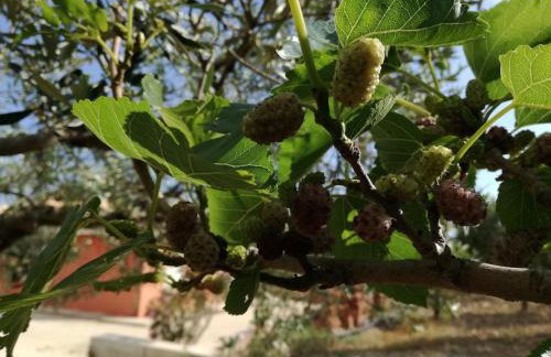 Casa vacanze "Ulivi nel Mare" - Foto 30