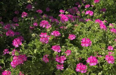 Appartamenti San Lorenzo Marzamemi Cecilia - Foto 36