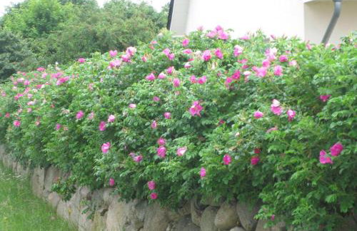 Urlaubsglück Familien- & Hunde-Paradies - Foto 23