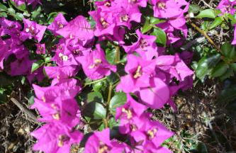 THE TEIDES WINDOW swimming pool LA VENTANA DEL TEIDE - Foto 59