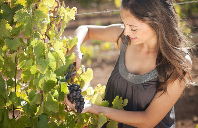 Wein- und Käseroute - Private Tour - Foto 3