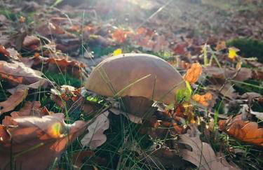 Ferienwohnung am Harz - Foto 28