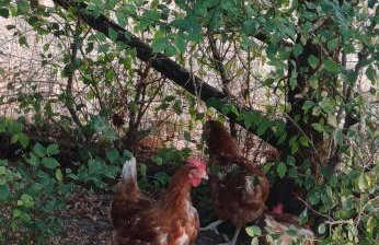 Le gîte Le Marillet - Foto 33