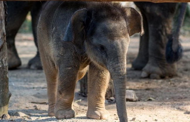Half Day Elephant Bathing welfare center from Phuket - Foto 11