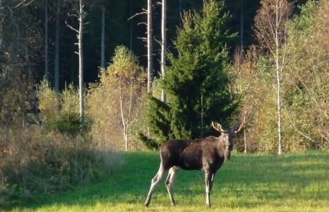 Holiday Home in Smaland Countryside - Foto 17