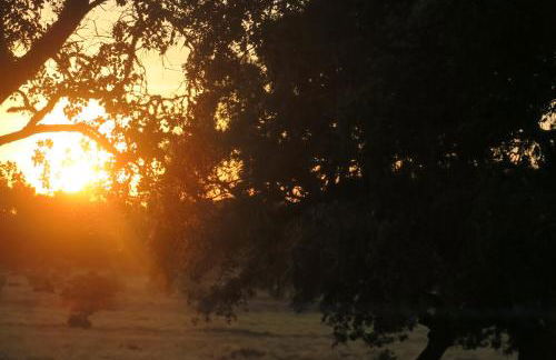 Herdade dos Abegões - Foto 24