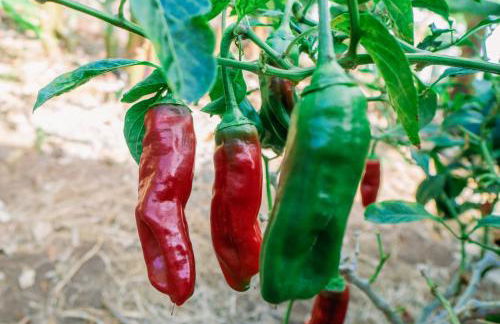 CASA EMBLEMÁTICA MARUCA y LELI - Foto 47