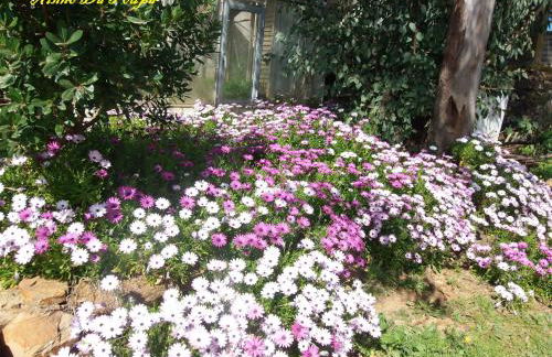 Ninho Da Poupa - Foto 54