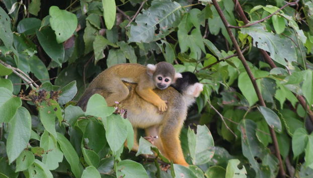 Squirrel monkeys