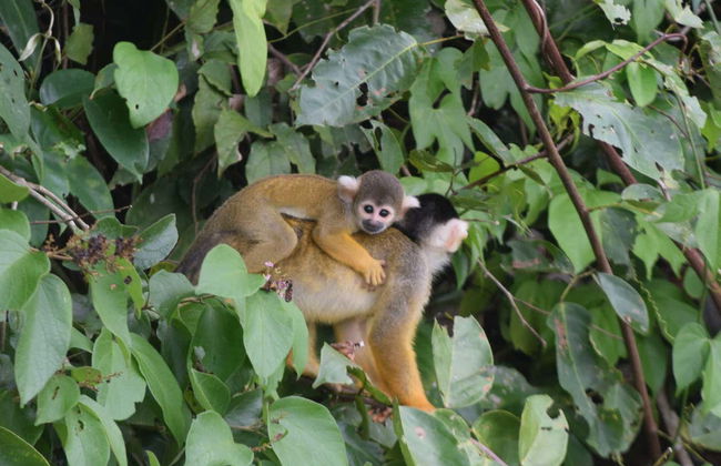 Monkey Island Amazon Adventure - Photo 4