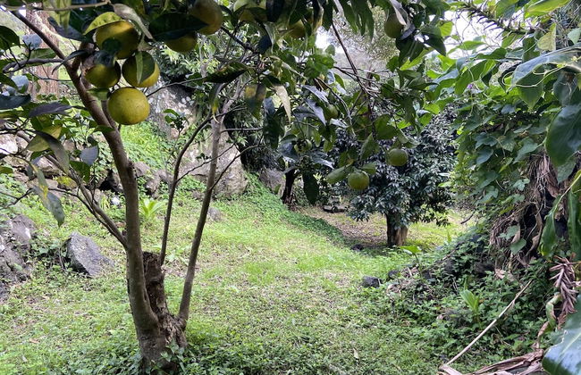 Franco da Serra Country House - Photo 59