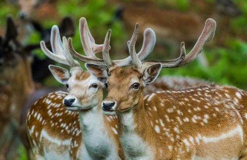 Studio apartments Kaya - Foto 46