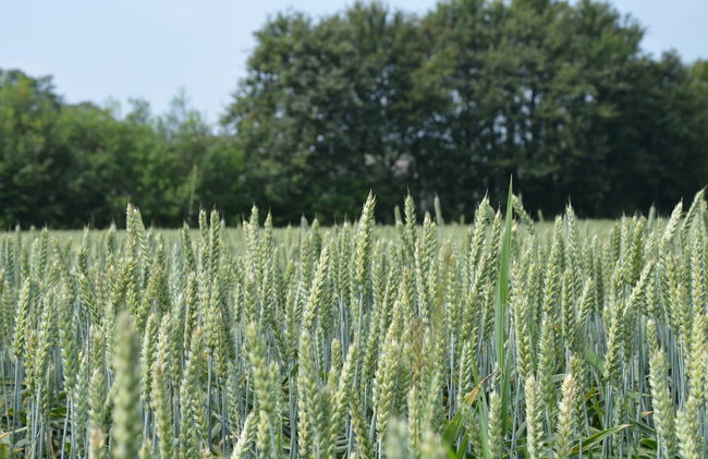 Farmhouse in Geesteren Near Golf Course - Foto 37