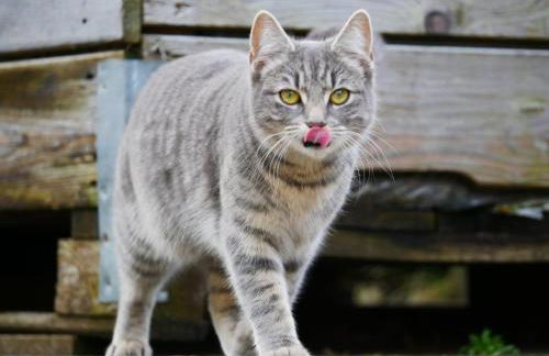 Haus Apfelblüte - Foto 45