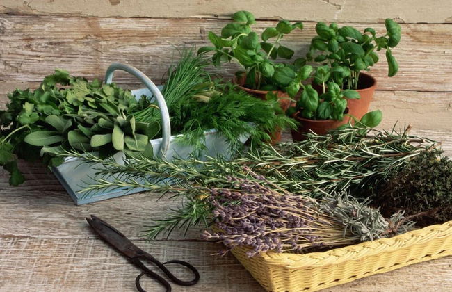 Verdidea - SOTTO COLLE - Foto 61