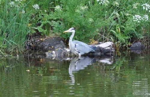 Creebank Cottage with river view - Foto 44