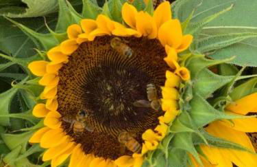 North Fork House for Rent - Photo 64